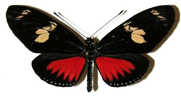 Image of Heliconius doris Linnaeus 1771