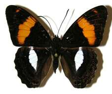 Image of Adelpha