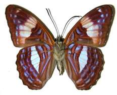 Image of Adelpha