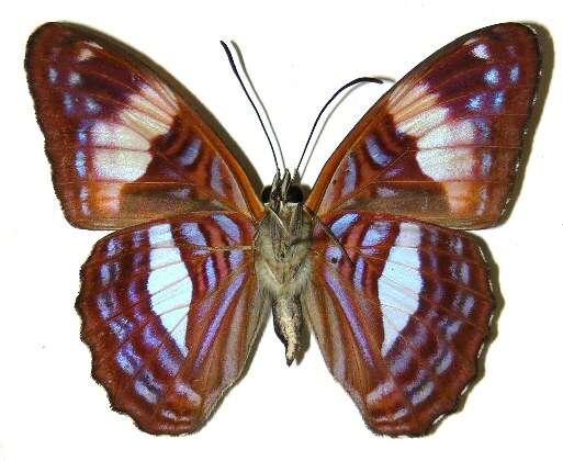 Image of Adelpha