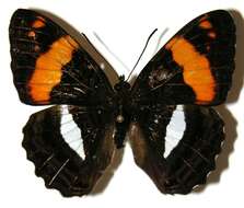 Image of Adelpha