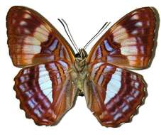 Image of Adelpha