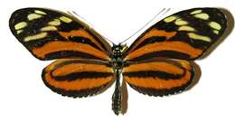 Image of <i>Heliconius telchinia</i>