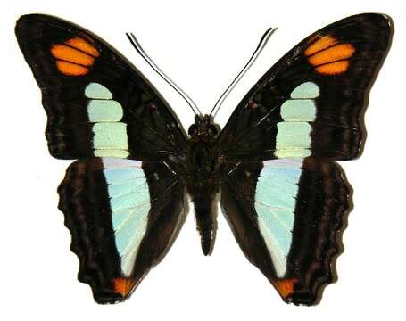 Image of Adelpha