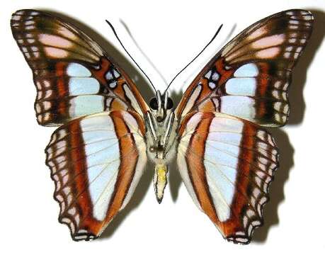 Image of Adelpha