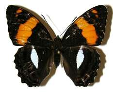 Image of Adelpha