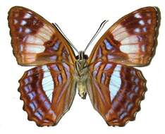 Image of Adelpha