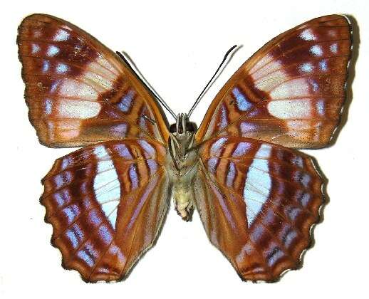 Image of Adelpha