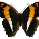 صورة <i>Adelpha erymanthis</i>