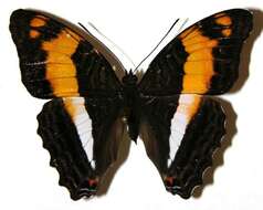 Image of <i>Adelpha erymanthis</i>