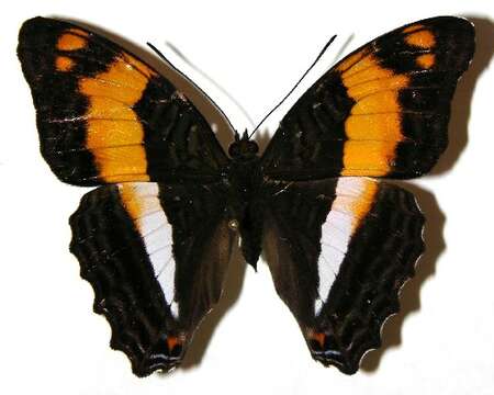 صورة <i>Adelpha erymanthis</i>