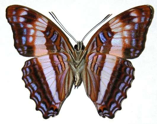 Image of <i>Adelpha erymanthis</i>