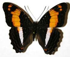 Image of <i>Adelpha erymanthis</i>