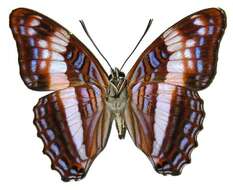 Image of <i>Adelpha erymanthis</i>