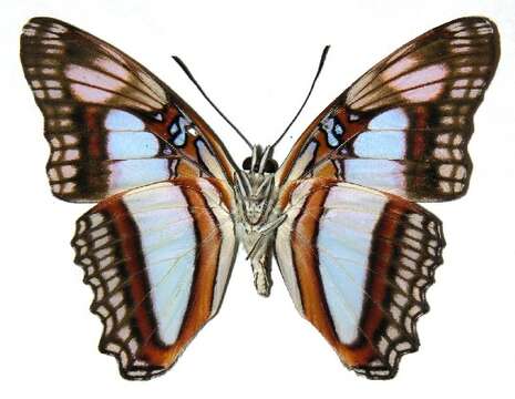 Image of Adelpha