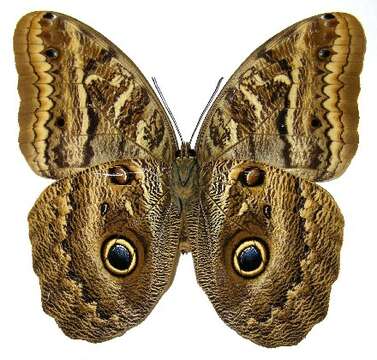 Imagem de Caligo illioneus Cramer 1776