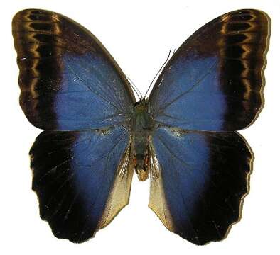 Imagem de Caligo illioneus Cramer 1776