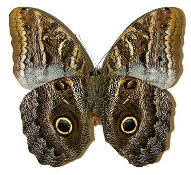 Imagem de Caligo illioneus Cramer 1776