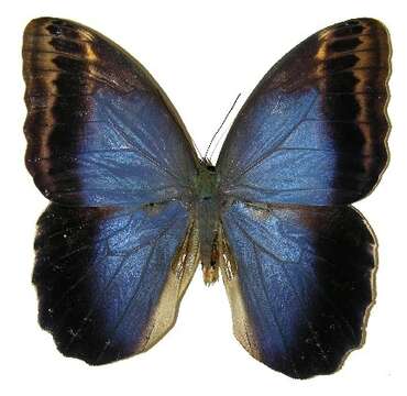 Imagem de Caligo illioneus Cramer 1776