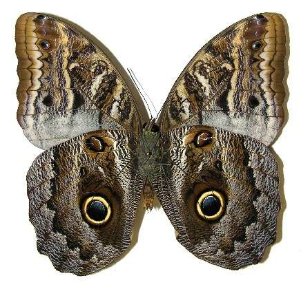 Imagem de Caligo illioneus Cramer 1776