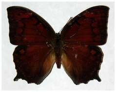 Image of Tropical Leafwing