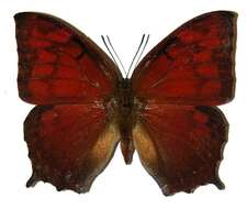 Image of Tropical Leafwing