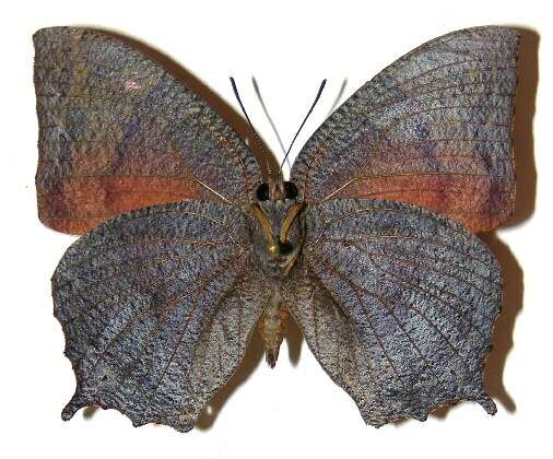 Image of Tropical Leafwing
