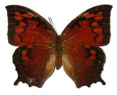 Image of Tropical Leafwing