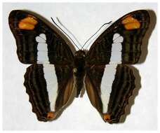 <i>Adelpha basiloides</i>的圖片