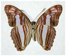 <i>Adelpha basiloides</i>的圖片