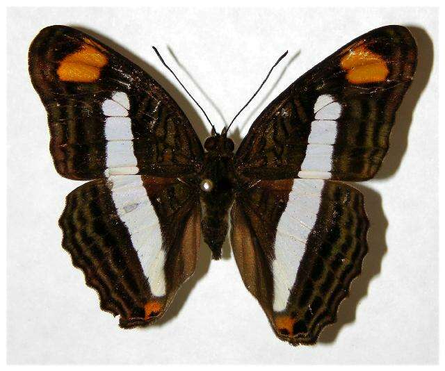 <i>Adelpha basiloides</i>的圖片