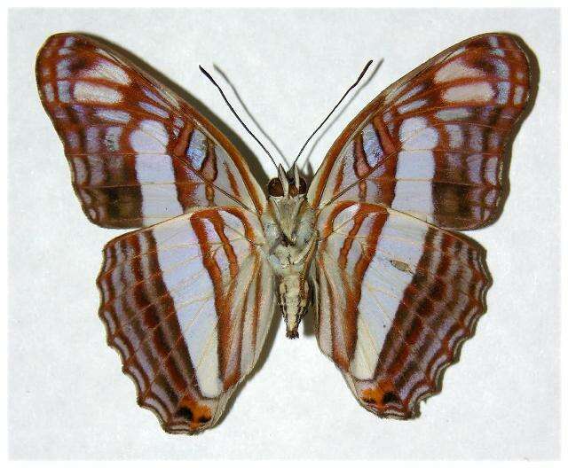 <i>Adelpha basiloides</i>的圖片