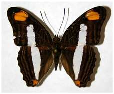 <i>Adelpha basiloides</i>的圖片