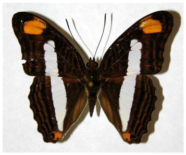 <i>Adelpha basiloides</i>的圖片