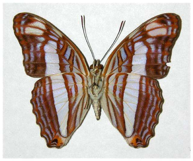 <i>Adelpha basiloides</i>的圖片