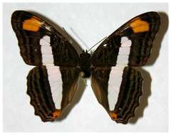 Image of <i>Adelpha basiloides</i>