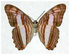 Image of <i>Adelpha basiloides</i>