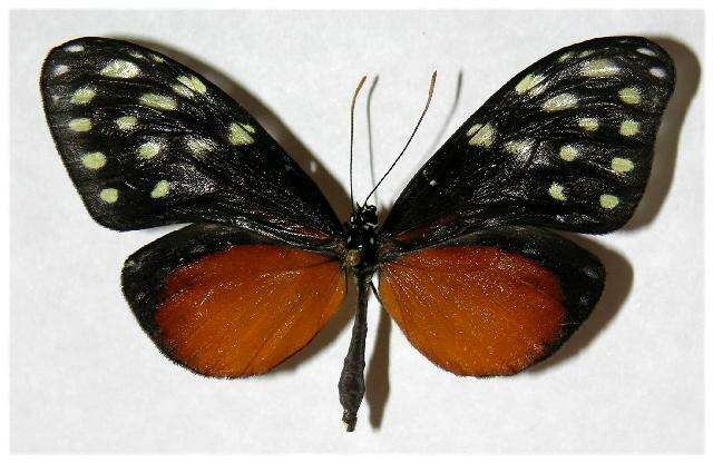 صورة Callithomia hezia Hewitson 1853