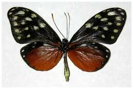 صورة Callithomia hezia Hewitson 1853