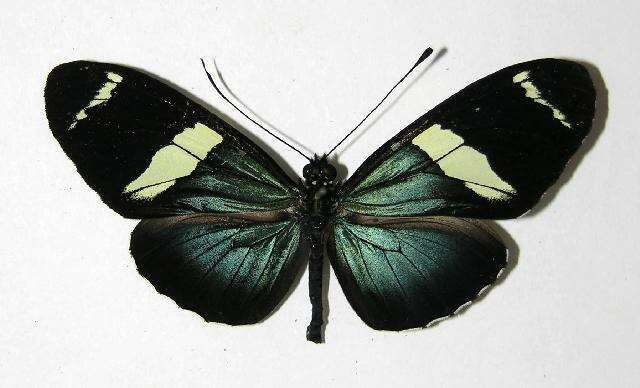 Image of Heliconius fulgius