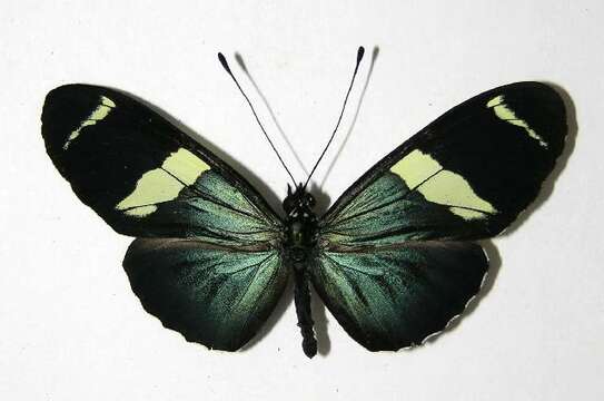 Image of Heliconius fulgius