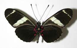 Image of Heliconius fulgius