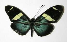 Image of Heliconius fulgius