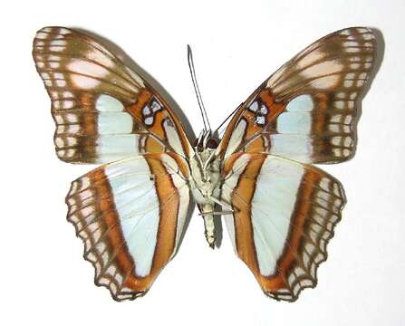 Image of Adelpha