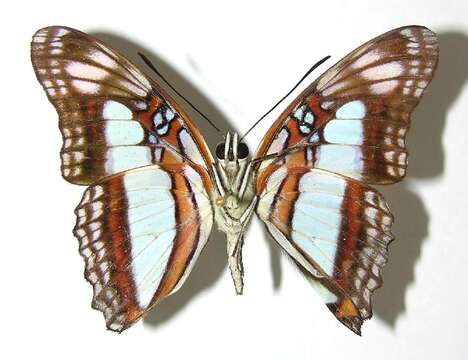 Image of Adelpha