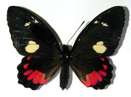 Image of Parides childrenae (Gray 1832)