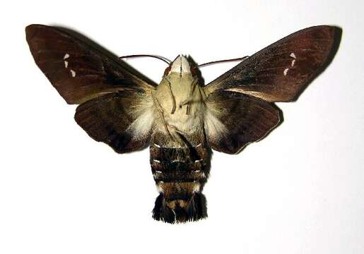 Image of Clavipes Sphinx