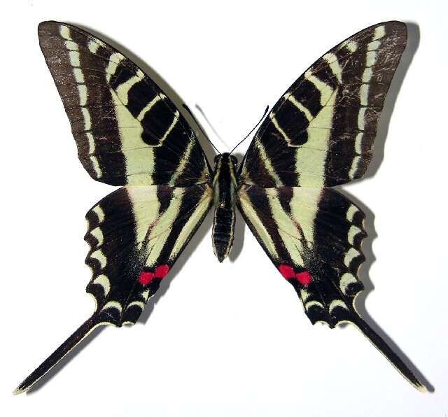 Image of Protographium philolaus (Boisduval 1836)