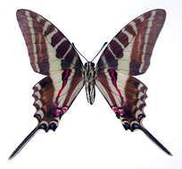 Image of Protographium philolaus (Boisduval 1836)