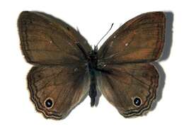 Plancia ëd <i>Cissia themis</i> (Butler 1867)